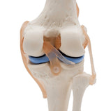 Life Size Anatomical Medical Knee Joint Human with Ligaments Model