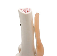 Life Size Anatomical Medical Knee Joint Human with Ligaments Model