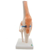 Anatomical Medical Knee Joint Human Model with Ligaments 