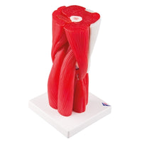 Human Knee Joint Model with Muscles, 12 Part Knee Model
