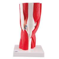 Human Knee Joint Model with Muscles, 12 Part Knee Model