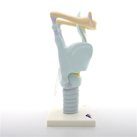 Anatomy Functional Larynx Model, 3x Full-Size – Plutusdental