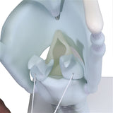 Anatomy Functional Larynx Model, 3x Full-Size