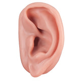 Acupuncture Human Anatomy Ear Model, Right and Left Ear