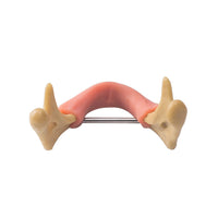 Dental Lower Jaw Teeth Anatomically Bone Mandible Study Model and Gum Model