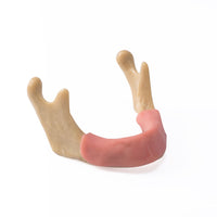 Dental Lower Jaw Teeth Anatomically Bone Mandible Study Model and Gum Model