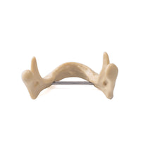 Dental Lower Jaw Teeth Anatomically Bone Mandible Study Model and Gum Model