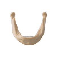 Dental Lower Jaw Teeth Anatomically Bone Mandible Study Model and Gum Model