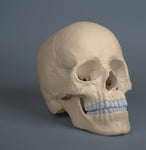 Anatomical Human Adult Skull Model, 22 Part, Magnetic