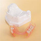 Dental Demo Flexible Partial Denture Model