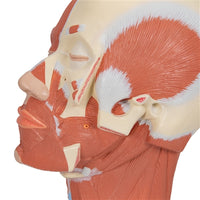 Human Anatomy Head Model with Muscles