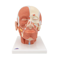 Human Anatomy Head Model with Muscles