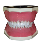 Dental Hygiene Anatomical Model with Removable Teeth, Nissin brand