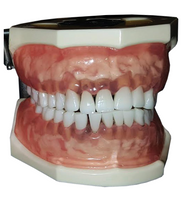 Dental Hygiene Anatomical Model with Removable Teeth, Nissin brand