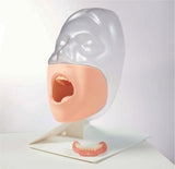 Dental Manikin Oral Care Trainer Simulator