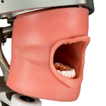 Dental Oral Cavity Anatomical Gum Cover for Dental Models