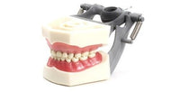 Dental Typodont Pediatric Anatomy Model 760 with Removable Teeth