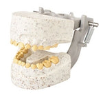Dental Pediatric X-Ray Dental Model, Articulated