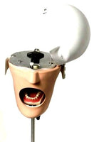 Dental Simulator  Typodont Phantom Head Education Model for Practice