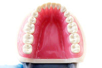 Dental Typodont Model 200 Type Kilgore Nissin Removable Teeth