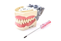 Dental Typodont Model 860 with Columbia Removable Teeth