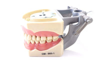 Dental Typodont Model 860 with Columbia Removable Teeth