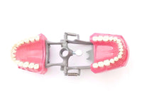 Dental Typodont Teaching Model 560 with Removable Ivorine Teeth