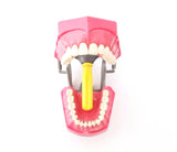 Dental Typodont Teaching Model 560 with Removable Ivorine Teeth