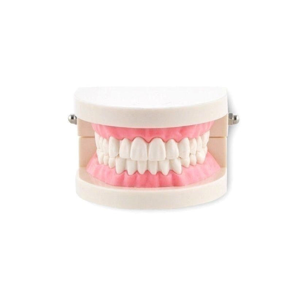 Dental Teach Study Adult Standard Demonstration Typodont Teeth Model Pink