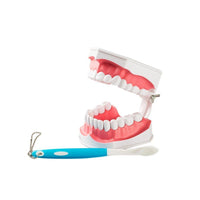 Dental Demonstration Teaching Model Teeth Brushing
