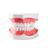Dental Demonstration Teaching Model Teeth Brushing - XL size