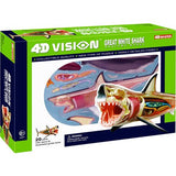 4D Vision Great White Shark Anatomy Education Model