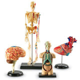 Education Anatomy Model Bundle Set Heart, Brain, Human Body Skeleton Learning