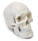 Wellden Medical Anatomy Human Skull Model 3-part Numbered, Life Size