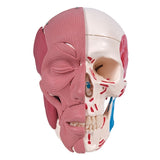 Human Skull Anatomy Model with Face Musculature
