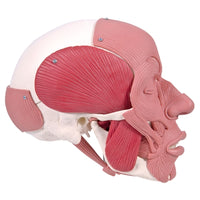 Human Skull Anatomy Model with Face Musculature