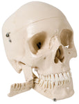 Human Skull Anatomy Model With Teeth and Removable Lower Jaw
