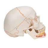 Anatomy Human Skull Model, with Opened Lower Jaw, 3-part