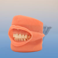 Dental Tooth Model, Soft Tissue with Cover Attached
