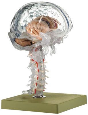 SOMSO Premium Anatomy Brain in 15 Parts, Transparent