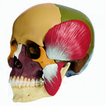 SOMSO Skull Model with Mastication Muscles, colored, 14-pieces Model
