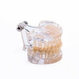 Adult Standard Typodont Dental Demonstration Teaching Model, Transparent