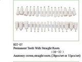 Dental Typodont Ivorine Upper and Lower Replacement Teeth for Model 200