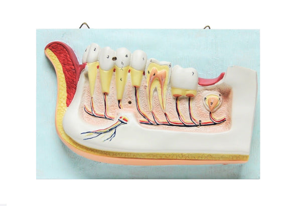 Dental Teeth Oral Anatomy Physiology Teaching Hanging Decoration Model
