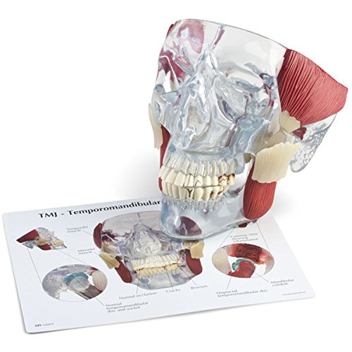 TMJ Temporomandibular Jaw Dental Anatomy Model, Life Size Skull