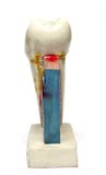 Dental Teeth Oral Anatomical Teaching Standing Decoration Model Figure