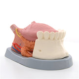 Dental Anatomy Tongue Model, 2.5 times life-size, 4-part