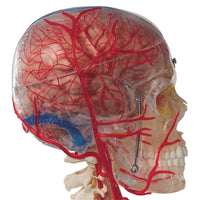 Skull Model Half Transparent, Half Bony with Brain and Vertebrae