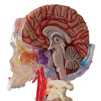 Skull Model Half Transparent, Half Bony with Brain and Vertebrae