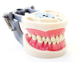 Dental Typodont Model 200, Mounting Pole and Teeth Set Type with Removable Teeth